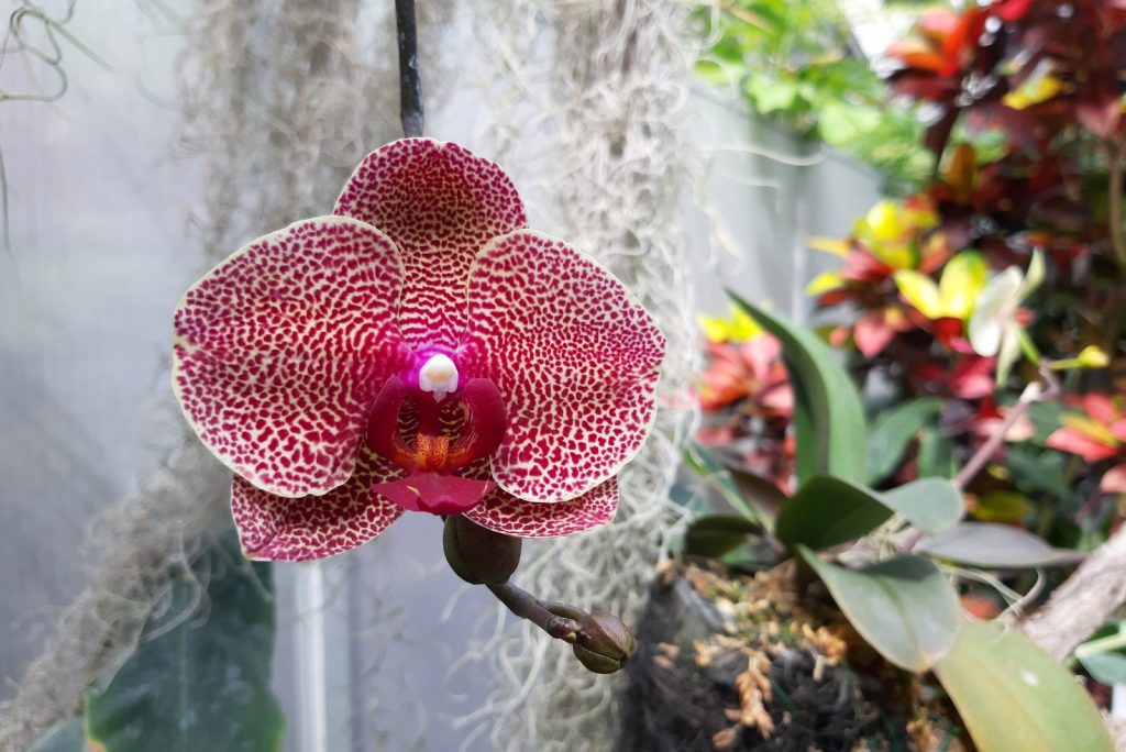 Orkidea.